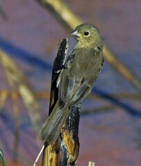 Sporophila caerulescens