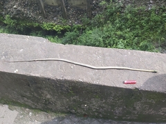 Boiga cyanea
