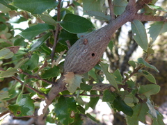 Protobalandricus spectabilis