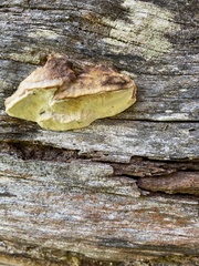 Postia pelliculosa