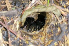 Ornithoctoninae