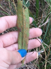Coleosporium