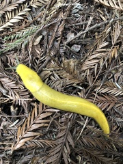 Ariolimax dolichophallus