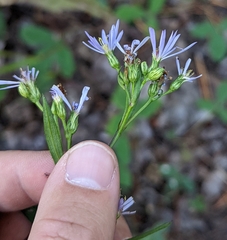 Symphyotrichum ciliolatum
