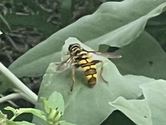 Milesia virginiensis