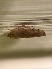 Osbornellus clarus