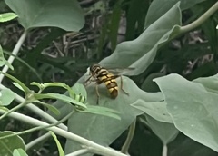 Milesia virginiensis