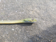 Boiga cyanea