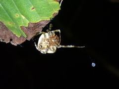 Mastophora phrynosoma
