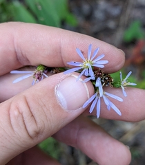 Symphyotrichum ciliolatum