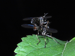 Physocephala tibialis