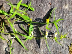 Melampyrum sylvaticum