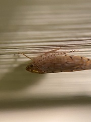 Osbornellus clarus