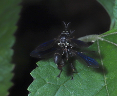 Physocephala tibialis