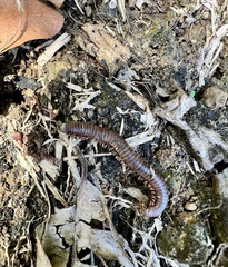 Trigoniulus corallinus