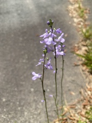 Nuttallanthus canadensis