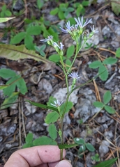 Symphyotrichum ciliolatum
