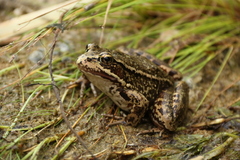 Rana draytonii