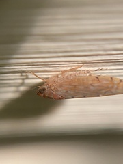 Osbornellus clarus