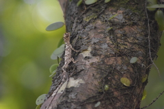 Draco maculatus haasei