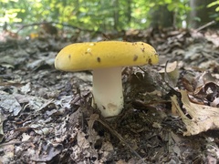 Russula claroflava