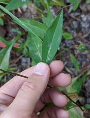 Symphyotrichum ciliolatum