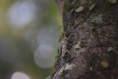 Draco maculatus haasei