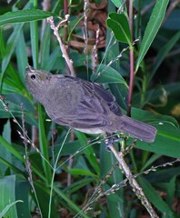 Sporophila caerulescens