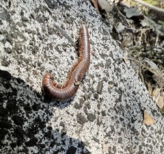 Trigoniulus corallinus