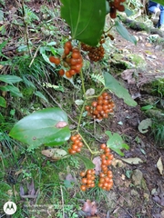 Smilax domingensis