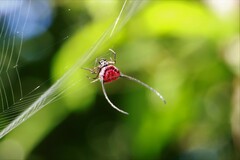 Macracantha arcuata