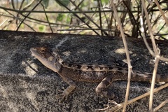 Diporiphora australis