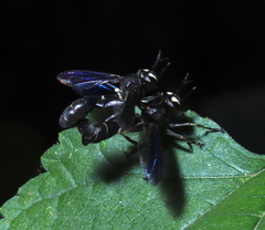 Physocephala tibialis