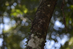 Draco maculatus haasei