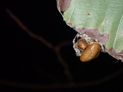Mastophora phrynosoma