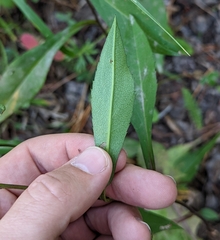 Symphyotrichum ciliolatum