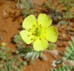 Tribulus occidentalis