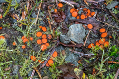 Scutellinia umbrorum