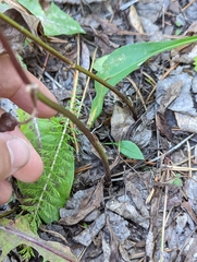 Symphyotrichum ciliolatum