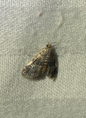 Elophila obliteralis