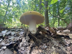 Russula claroflava