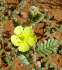 Tribulus occidentalis