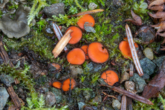 Scutellinia umbrorum