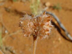 Tribulus occidentalis