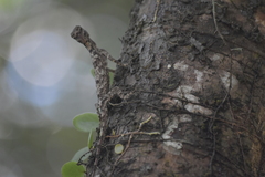 Draco maculatus haasei