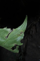Liriomyza limopsis