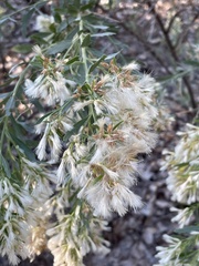 Baccharis salicina