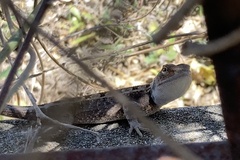 Diporiphora australis