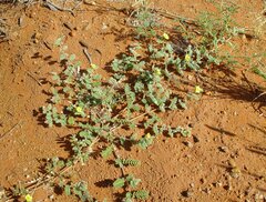 Tribulus occidentalis