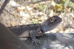 Diporiphora australis